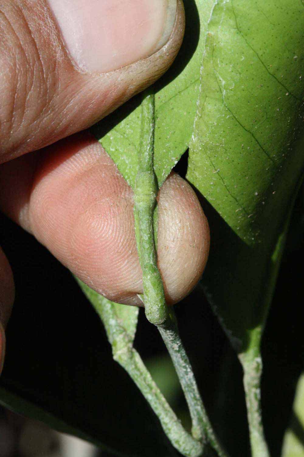              Petiole (Riverside, CA)       